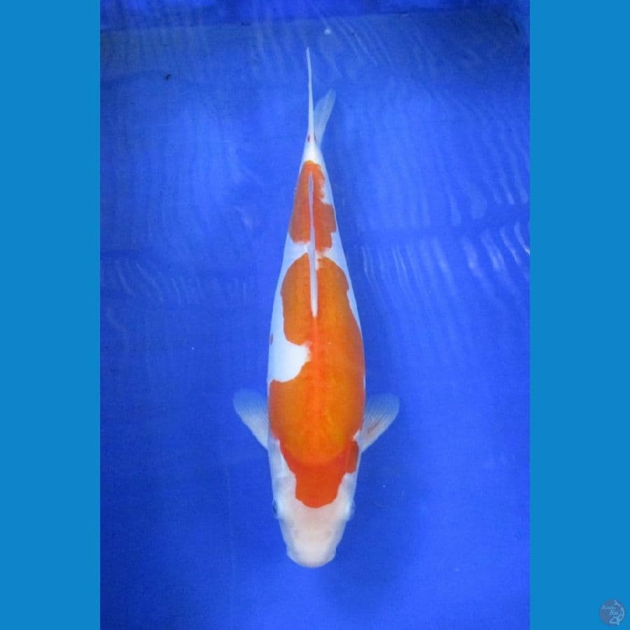 kohaku doitsu ±38cm