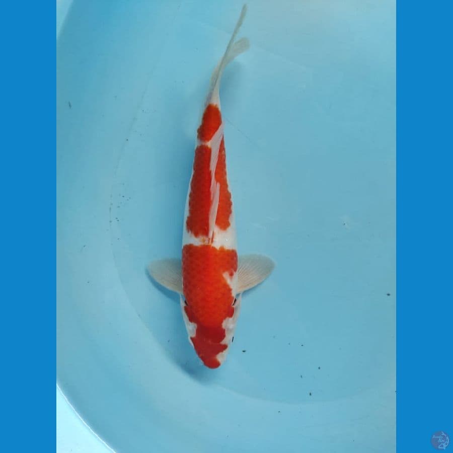 kohaku 30cm