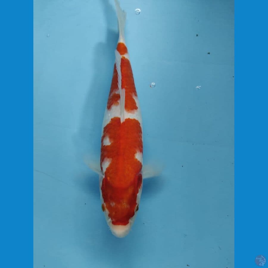 kohaku 33cm 