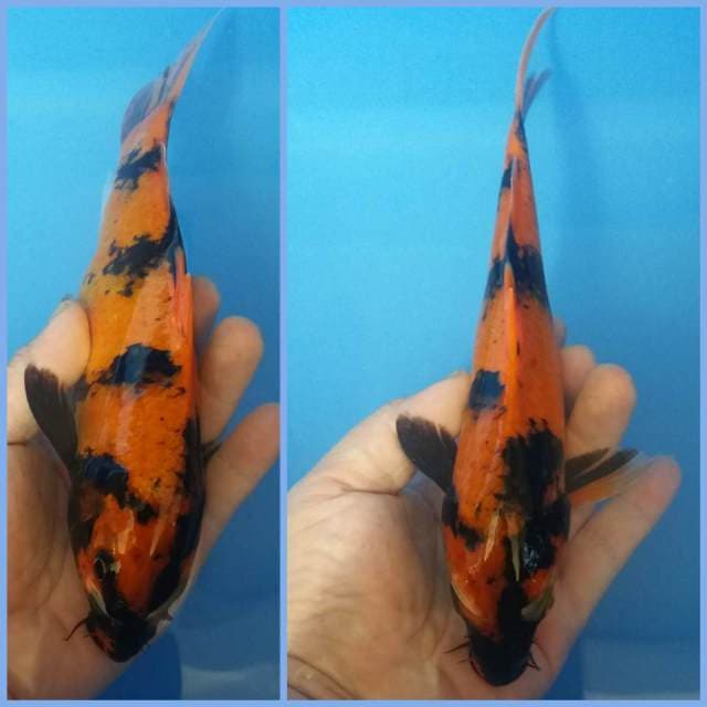 Hi utshuri 25cm