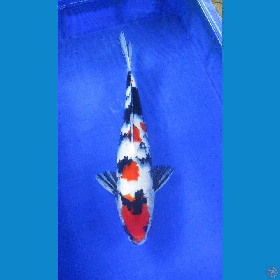 showa ±39cm