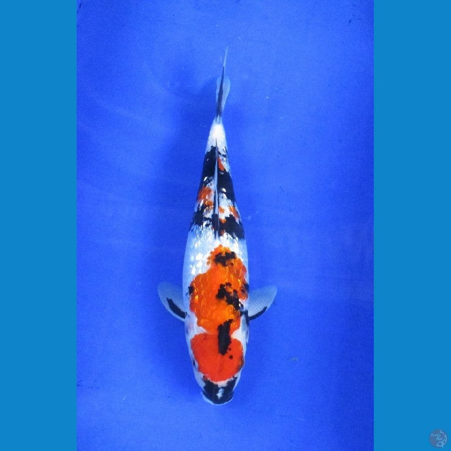 showa ginrin ±32cm