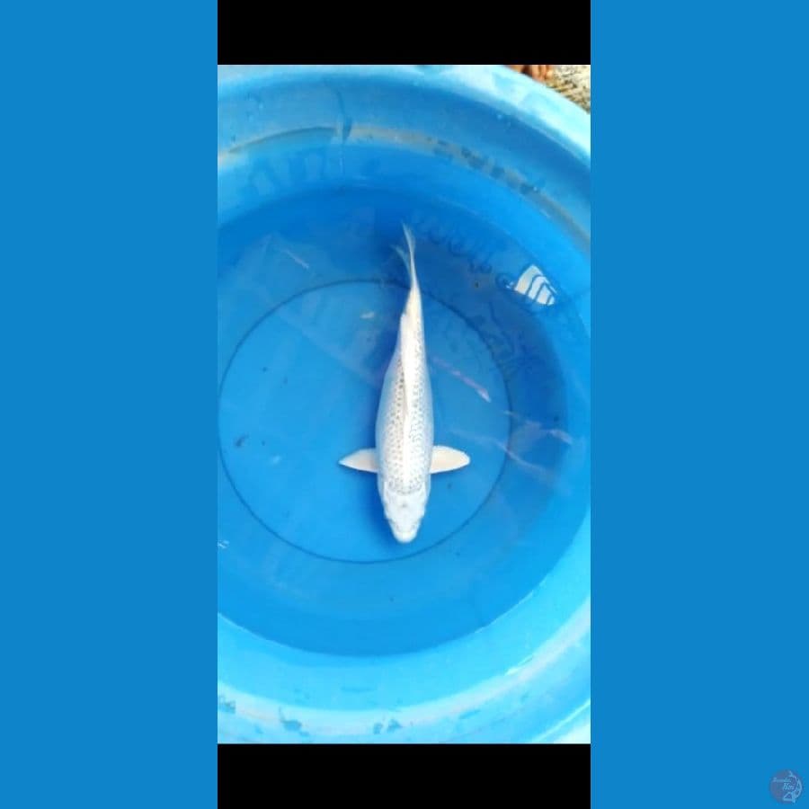 Platinum ginrin 38 cm fm