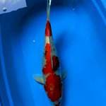 Showa 50cm fimale
