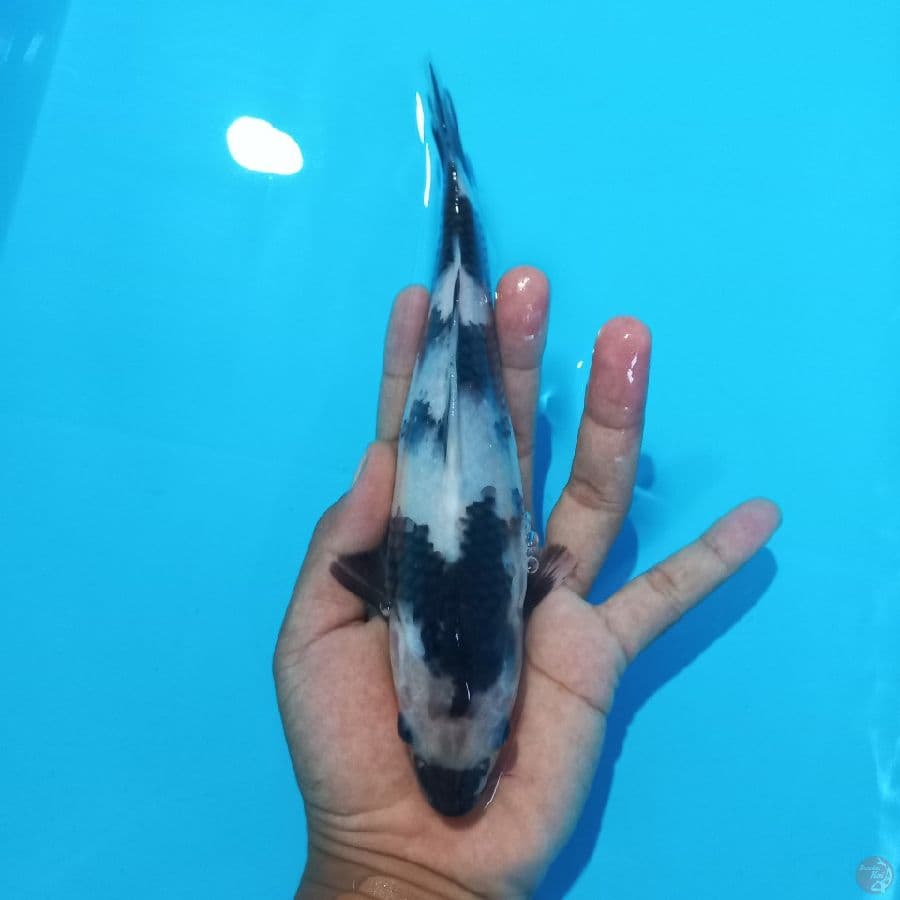 *SHIRO//FM/ 20 CM*