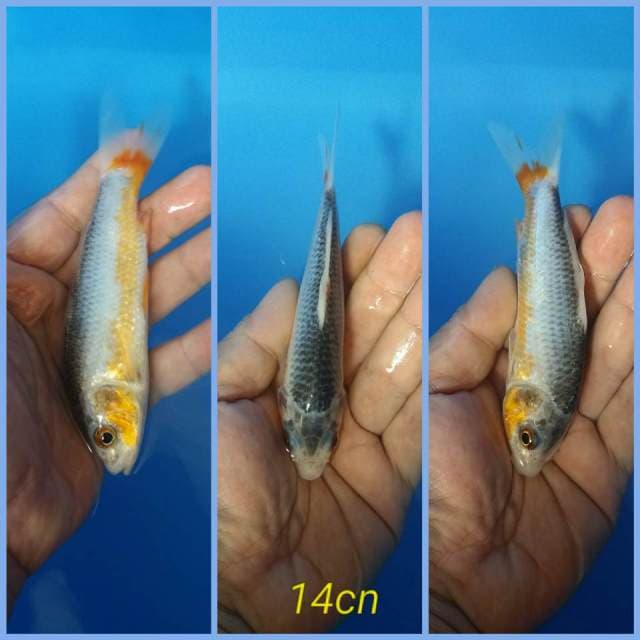Asagi F1 sq 14cm..siap kontes