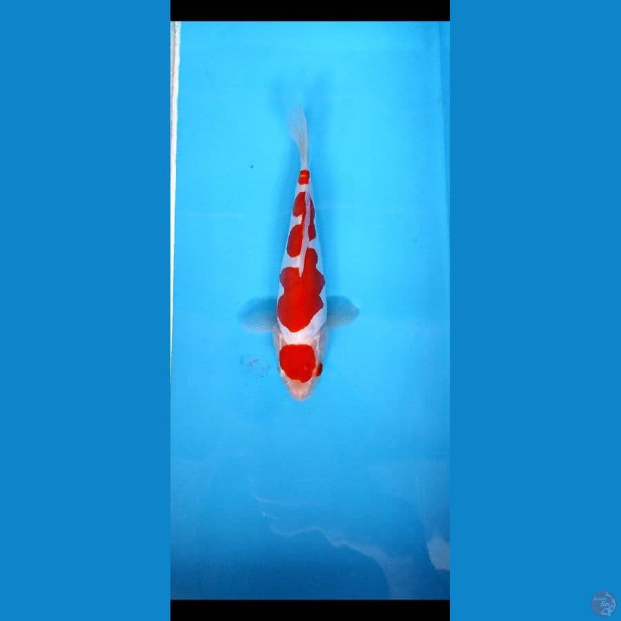 doitsu kohaku 20 cm