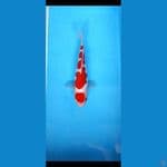 doitsu kohaku 20 cm