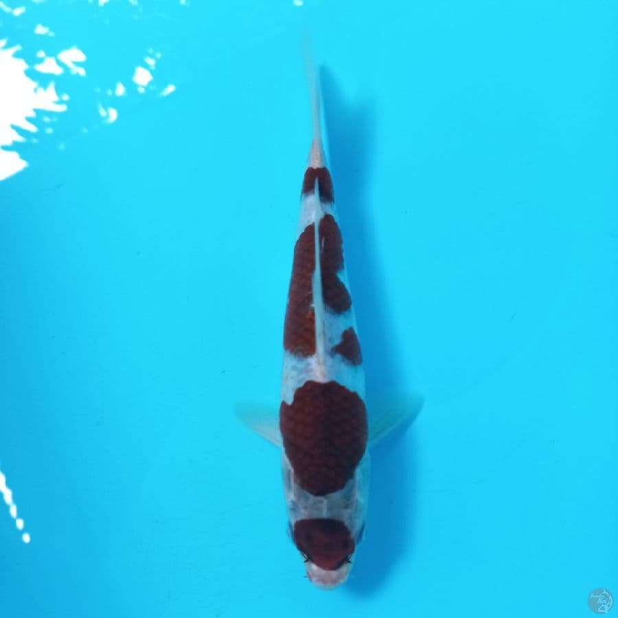 *MARUTEN GOROMO//ML/20 CM*