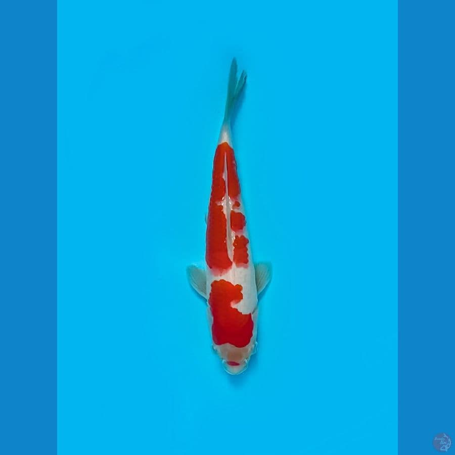 KOHAKU ORIGINAL 26 CM