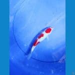 Kohaku 21 cm