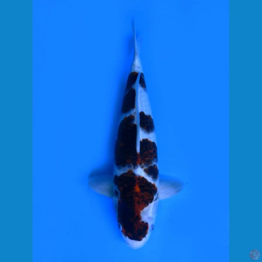 Goromo original male 45cm 