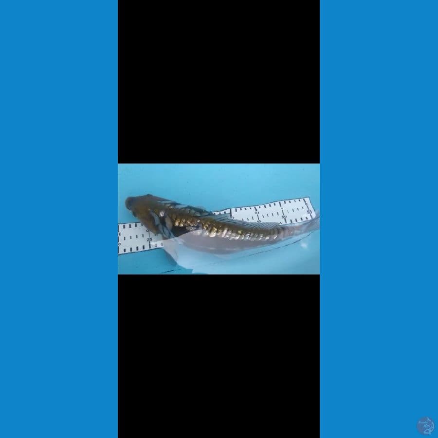 arahoke