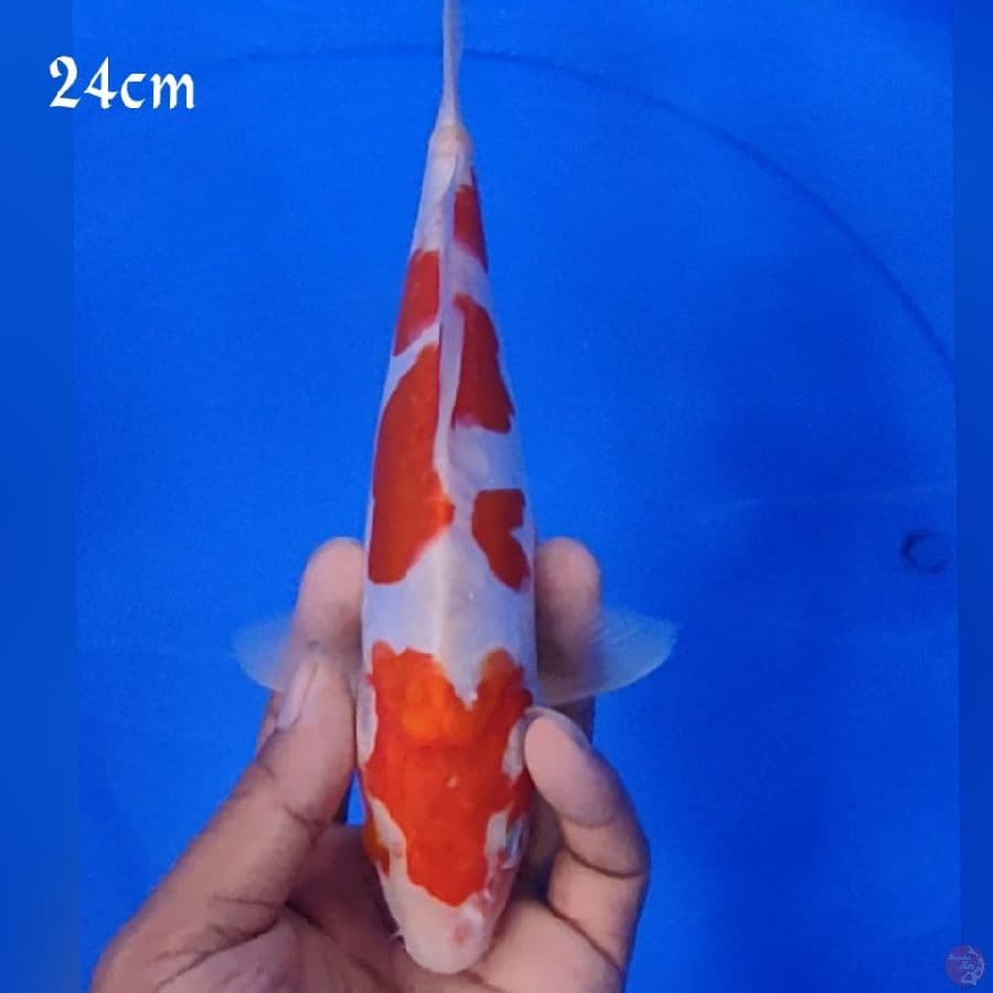KOHAKU DOID 24CM