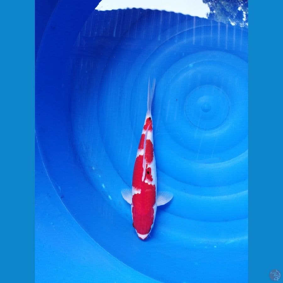 kohaku merah strong 36cm
