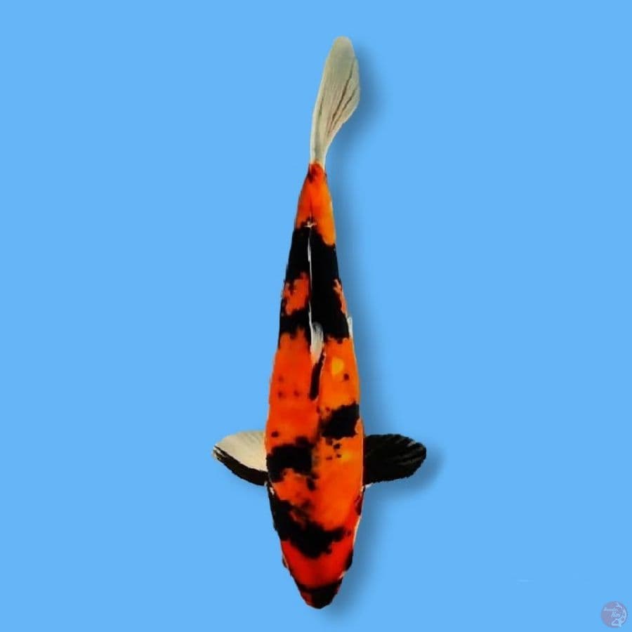 Hishowa Doitsu Murni 27CM FM