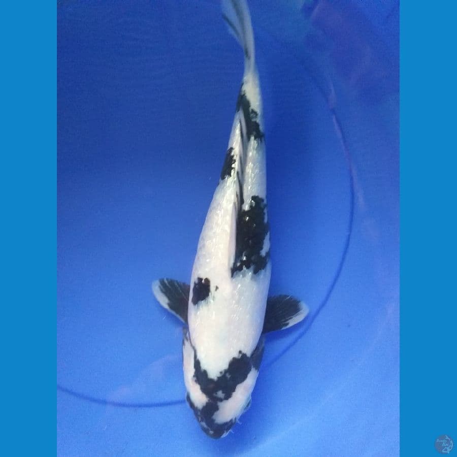 shiro gindrin 35cm