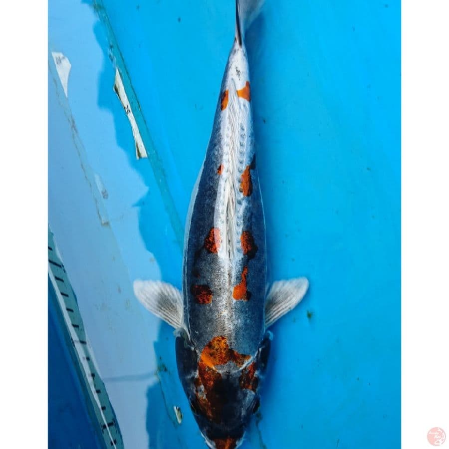KIKO 31 CM