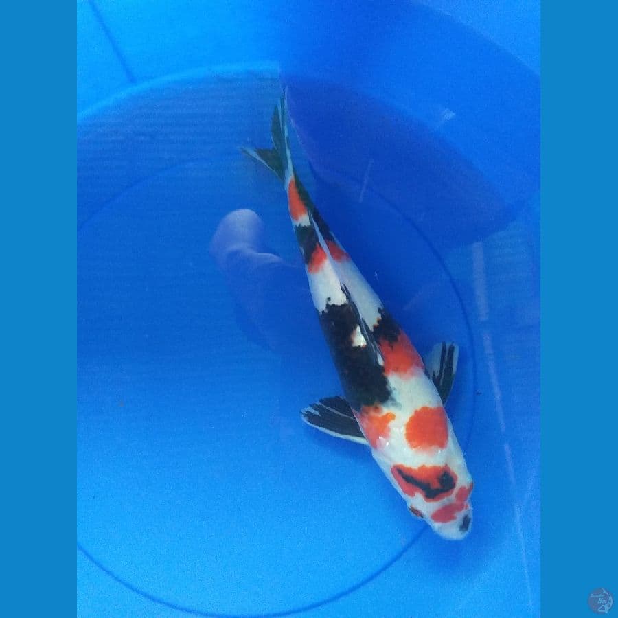 showa strong 35cm