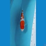 kohaku hq 25cm