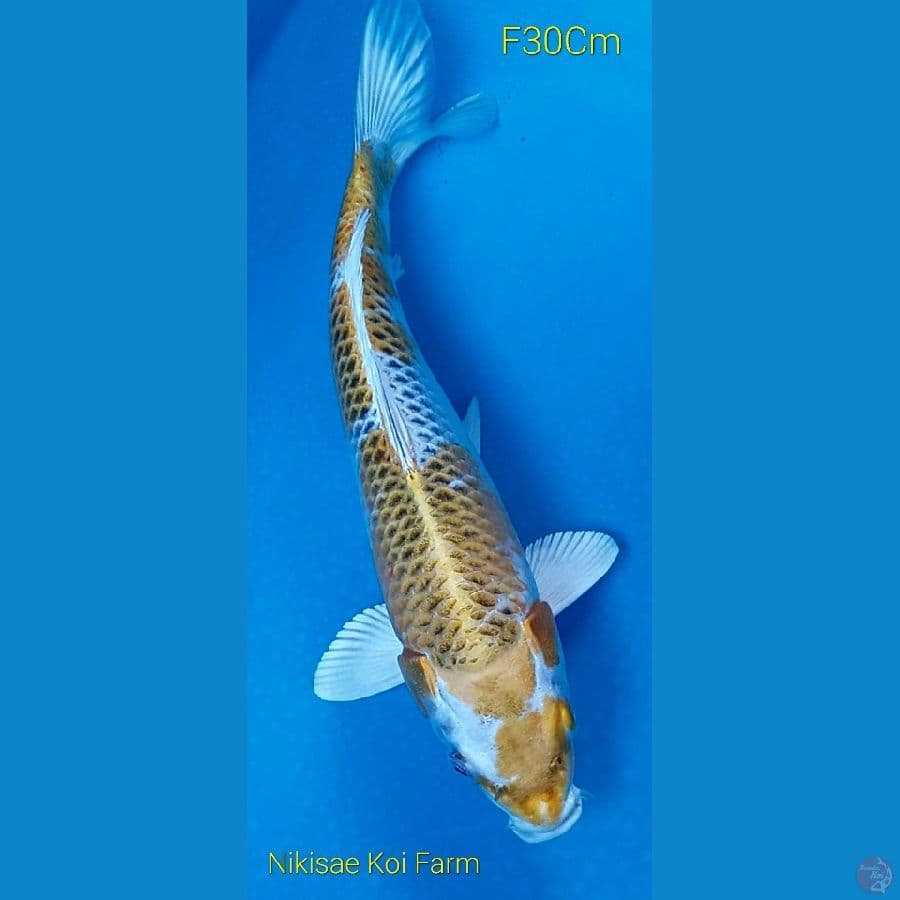 Kujaku Kirin F30Cm