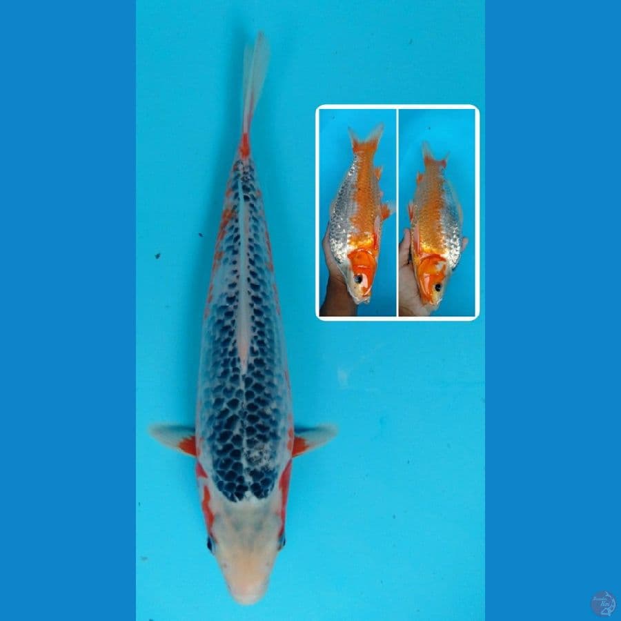 asagi 34 cm (male)
