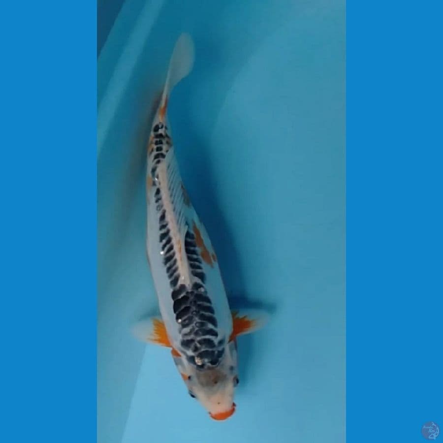 shusui 29cm 