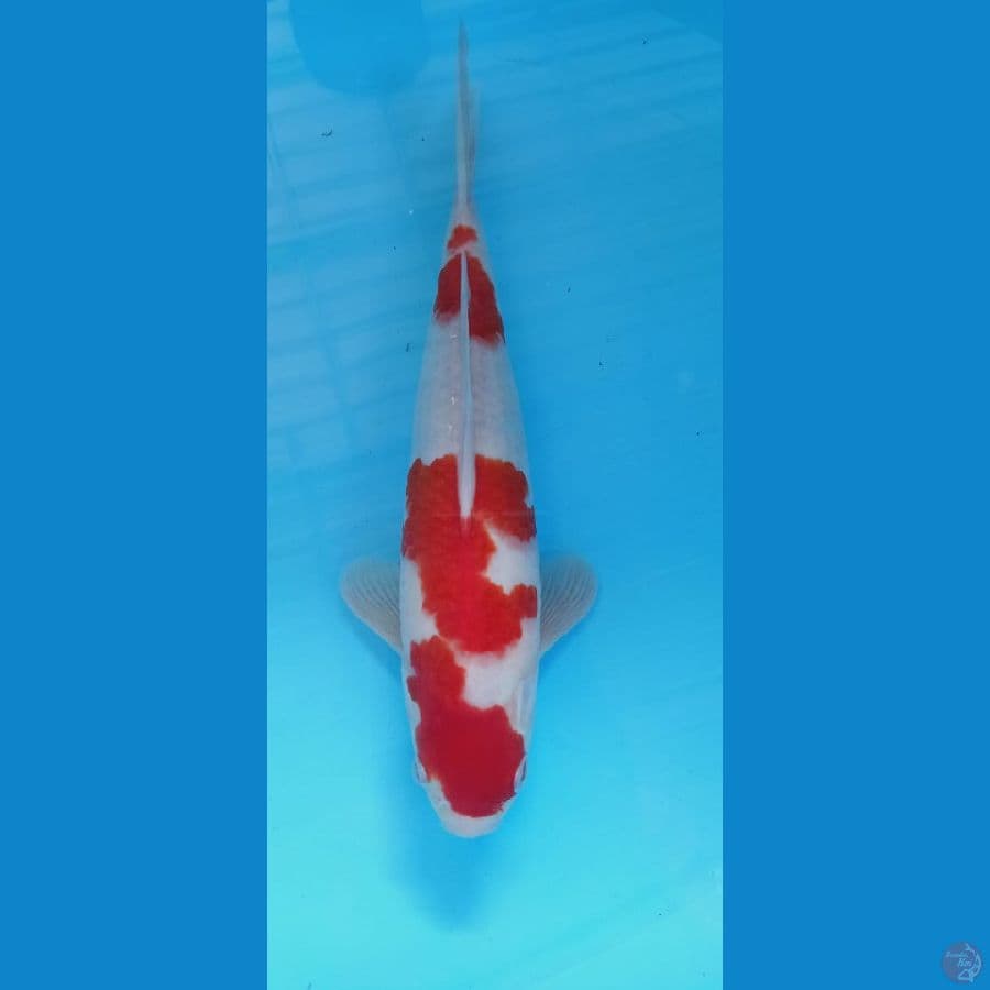 kohaku 