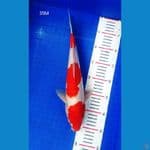 BPK~2.KOHAKU JANTAN RED STRONG 35CM