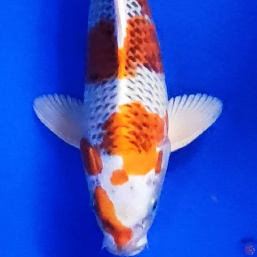 KOJAKU GOOD SKIN 37CM