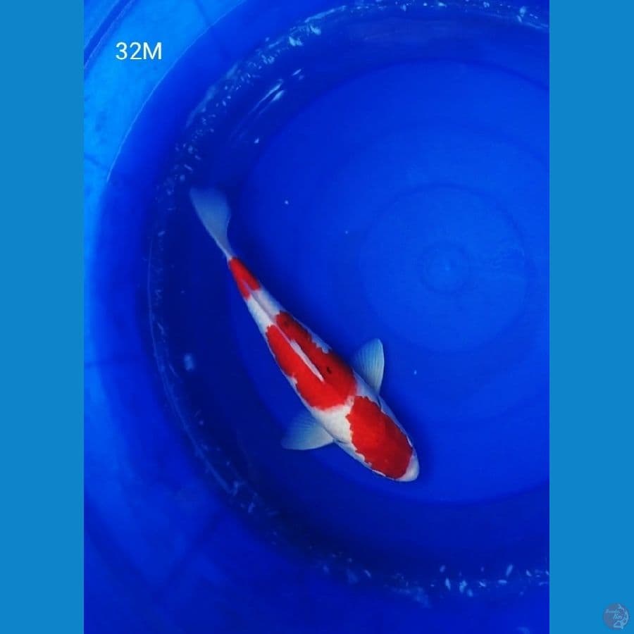 BPK~3. KOHAKU JANTAN RED STRONG 32CM