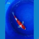 BPK~3. KOHAKU JANTAN RED STRONG 32CM