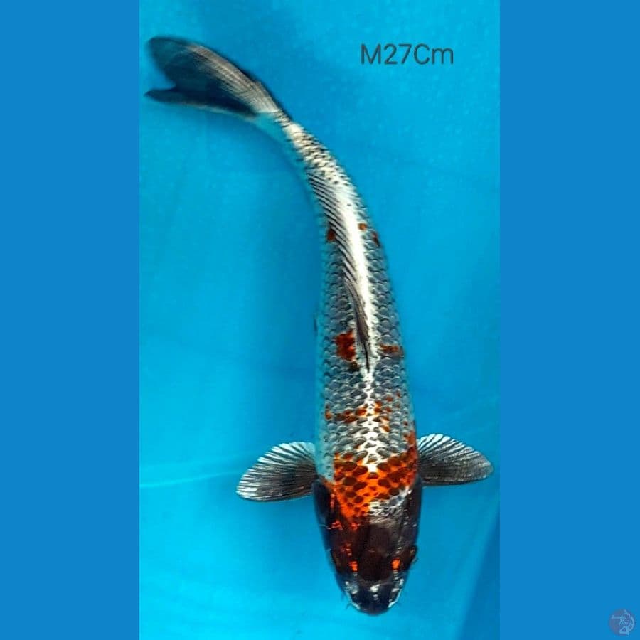 Kujaku Black Head M27Cm