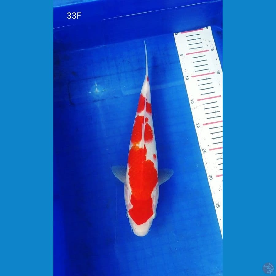 BPK~4. KOHAKU BETINA 33CM