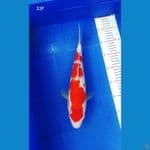 BPK~4. KOHAKU BETINA 33CM
