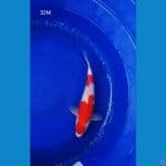 BPK~5. KOHAKU JANTAN 32CM