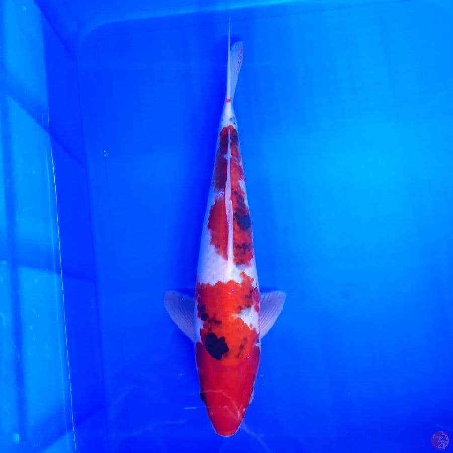 Showa 32cm