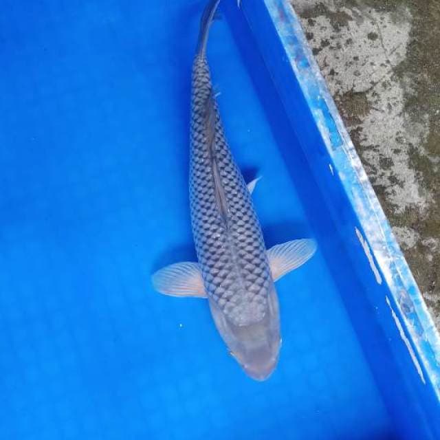Suragoi