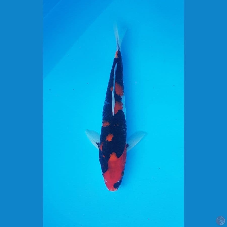 hishowa pekat 31cm