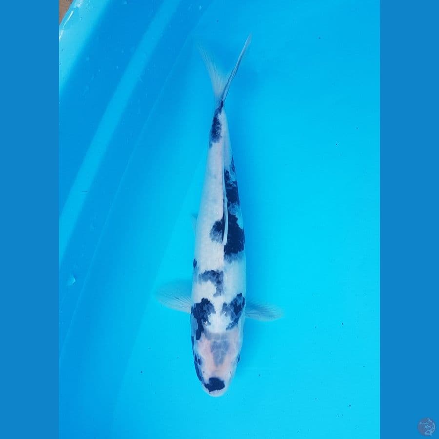 shiro 34cm