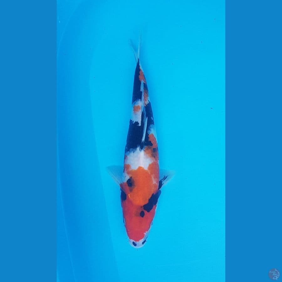 showa 34cm