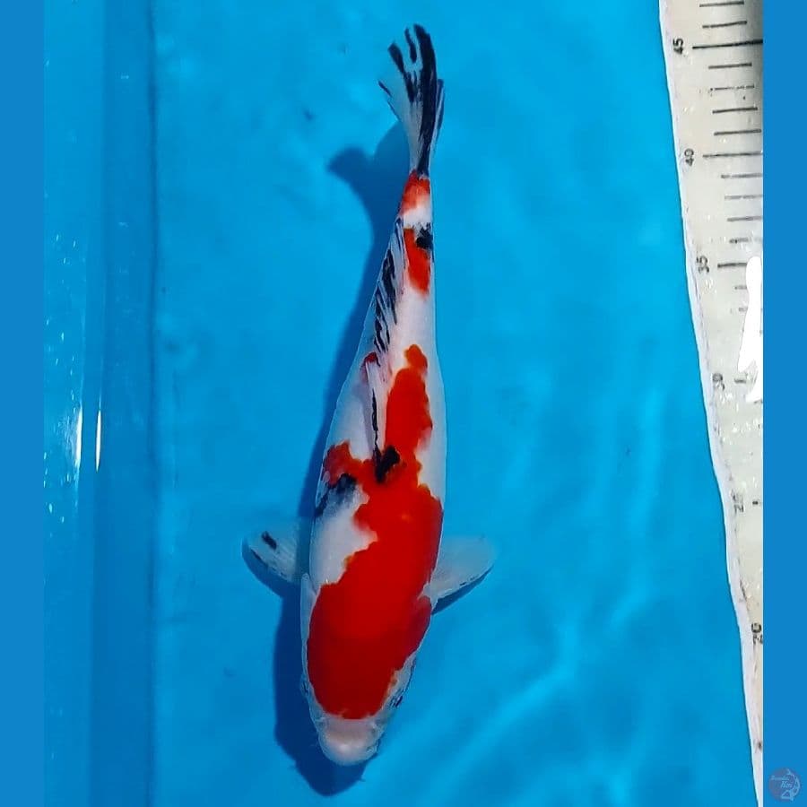 SANKE 28 CM