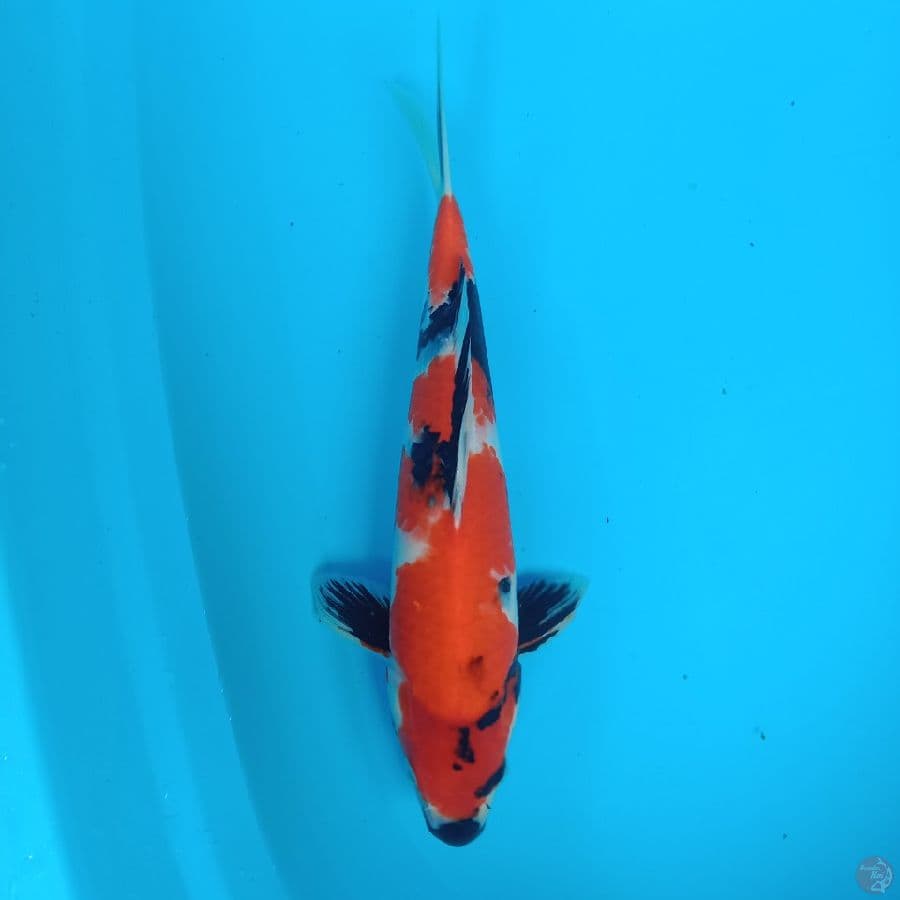 showa 36 cm