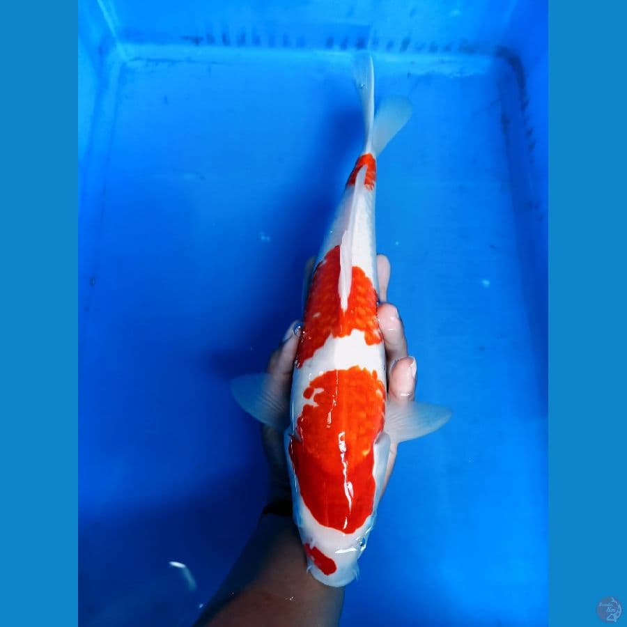 KOHAKU 35 cm/MALE