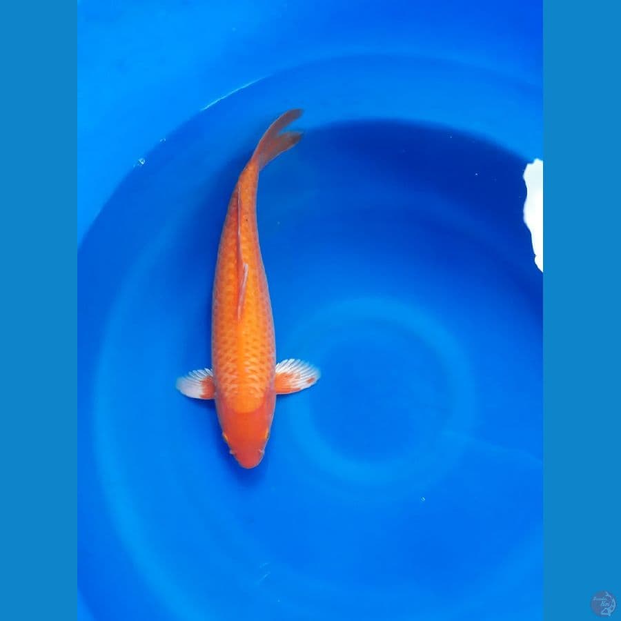 Red Karasi