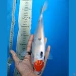 ORIGINAL TC SHOWA 30CM