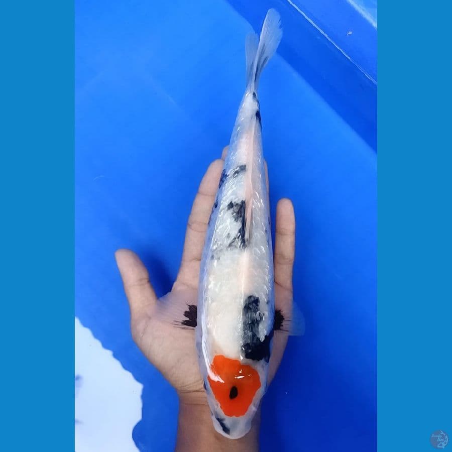 ORIGINAL GINRIN TC SHOWA 29CM