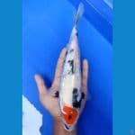 ORIGINAL GINRIN TC SHOWA 29CM