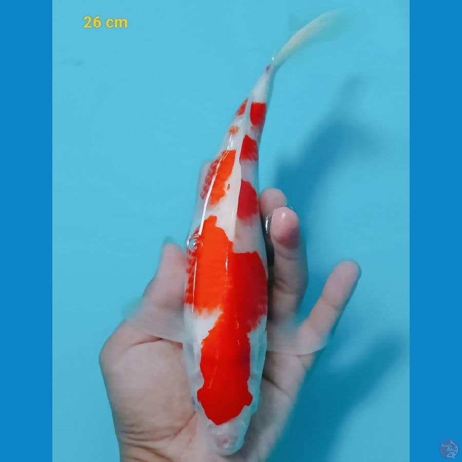 kohaku 26  cm