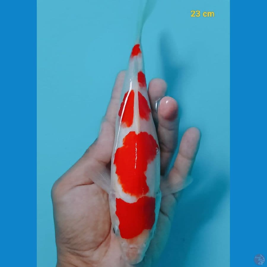 kohaku 23 cm